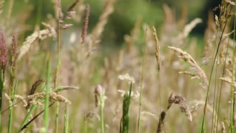 Close-up-of-the-yellow-grass-moving-with-the-wind