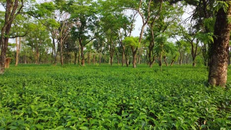 Vista-Aérea-O-Toma-De-Vista-De-Drones-Del-Jardín-De-Té-De-Assam