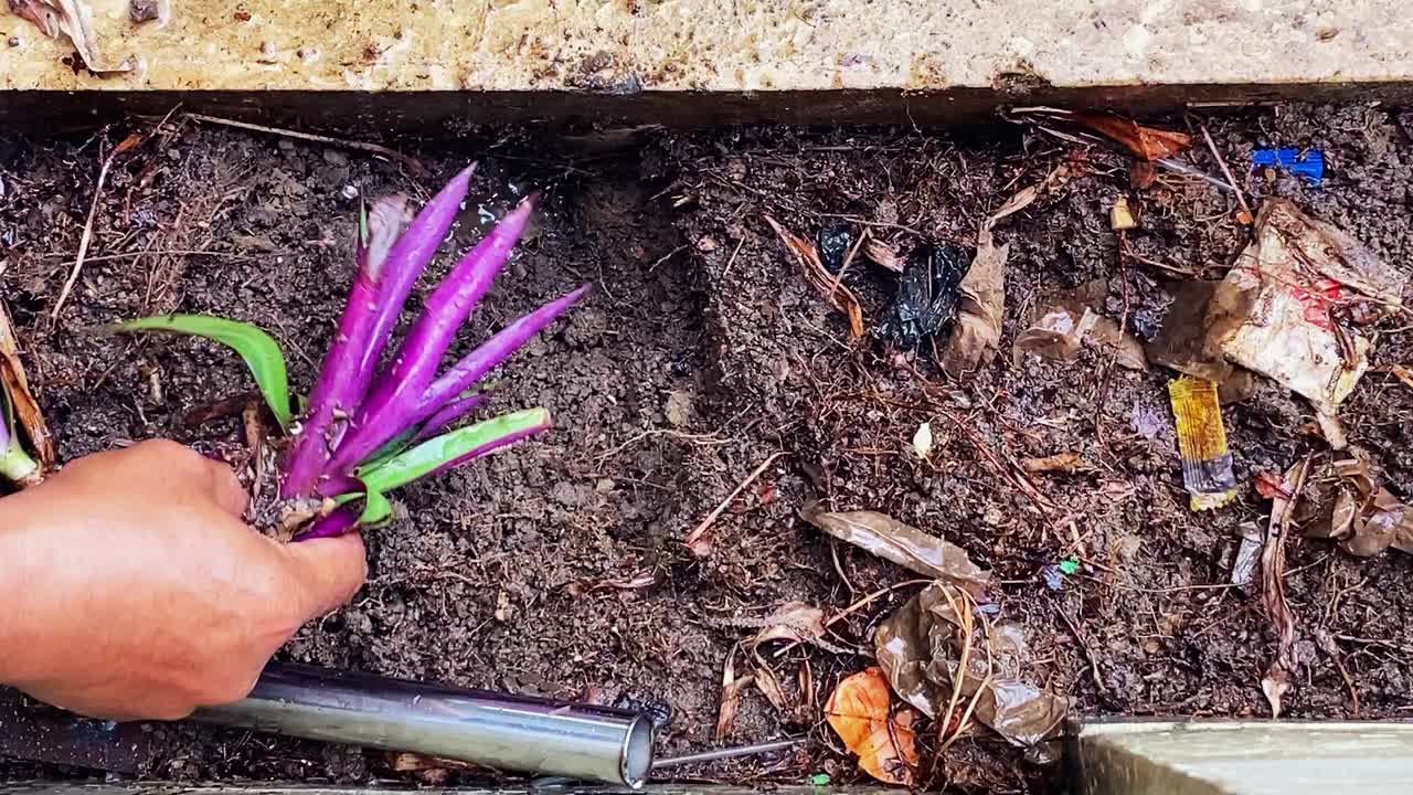 las manos de las personas están plantando plantas en el jardín