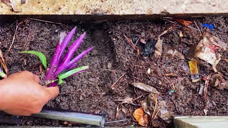 Manos-De-Personas-Están-Plantando-Plantas-En-El-Jardín