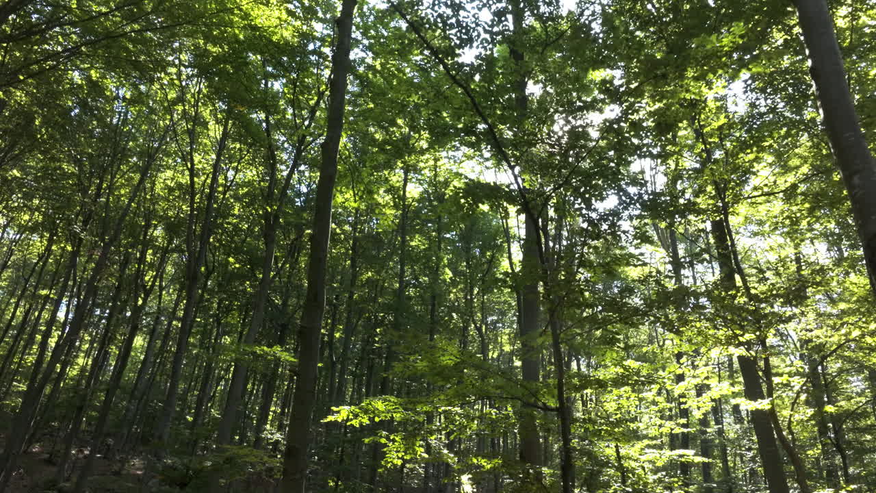 el dosel del bosque iluminado por el sol