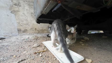 stray cats hiding under a car on a city street, seeking shelter and safety in an urban environment