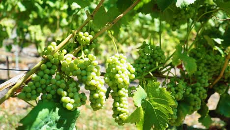 Several-bunches-of-fresh-green-grapes-hanging-on-vine-in-sunny-vineyard