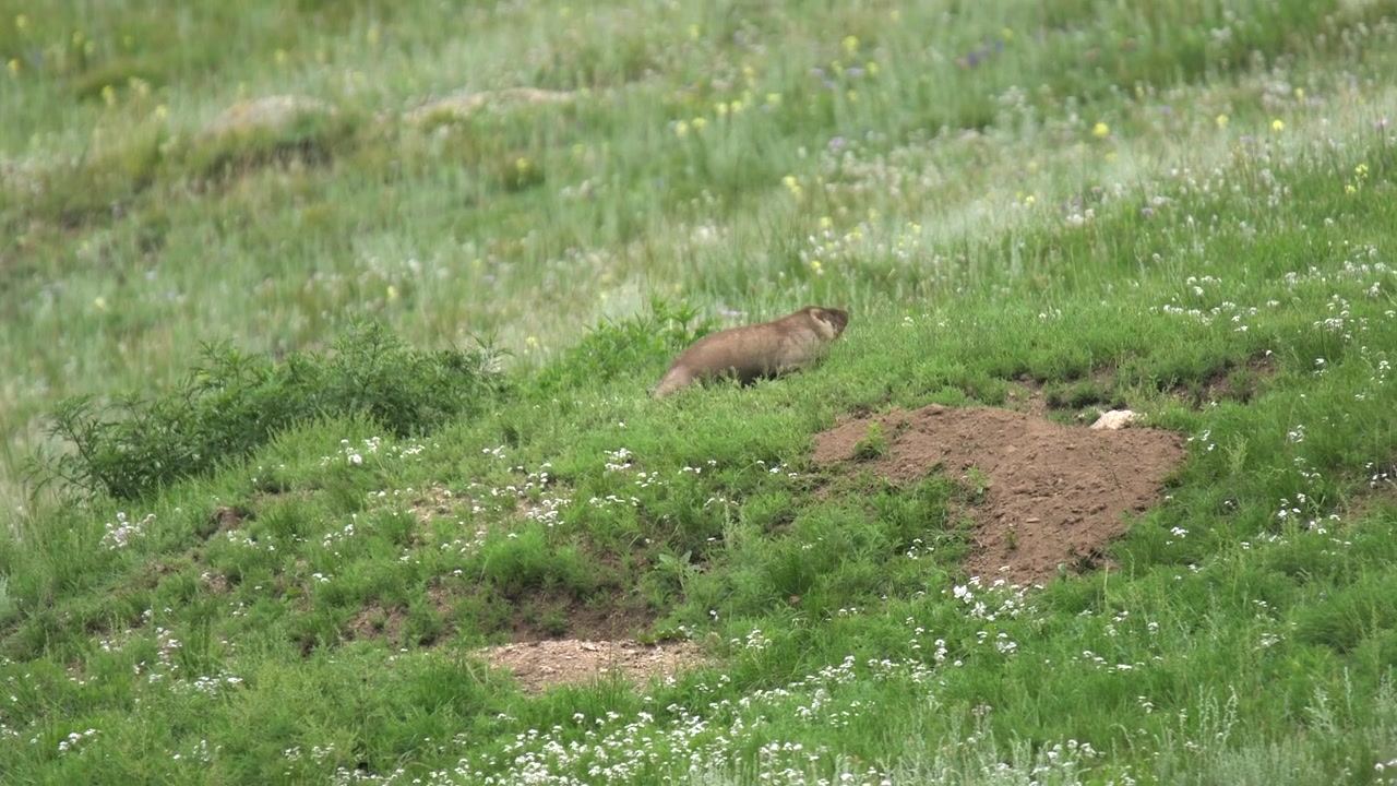 Yellow-Bellied Marmot Emerging from Burrow in Grassy Meadow
