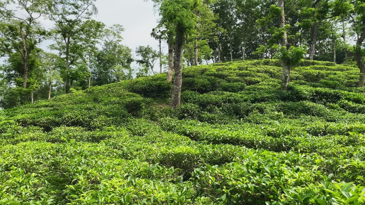 Scenic Landscape Of Malnicherra Tea Estate In Sylhet District Of Bangladesh - Panning Shot