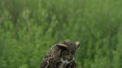 Tilt-down-to-Great-Horned-Owl-in-forest