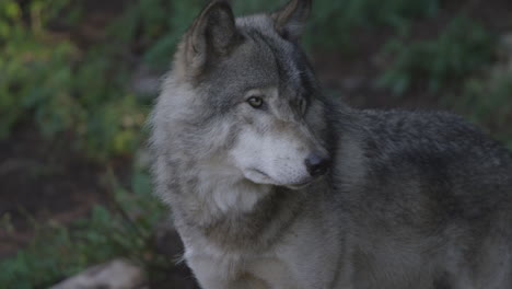 un lobo gris acechando por el bosque por la noche en el desierto del norte