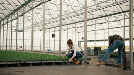 Side-view-of-a-confident-guy-delivering-seedlings-handing-boxes-with-young-plants-to-a-girl-to-a-farmer-who-installs-them-in-a-greenhouse