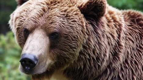close-up of a brown bear