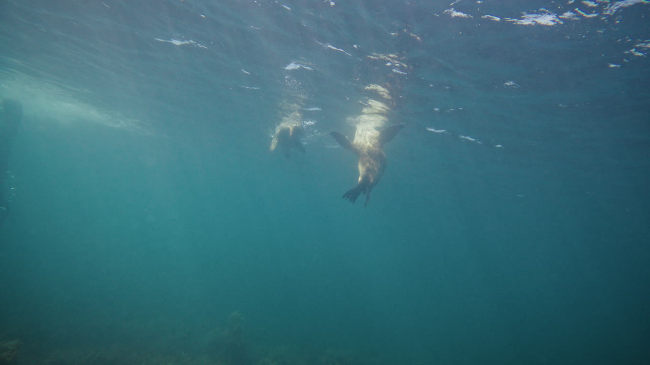 Sea lion spins slowly mid-water in open ocean near Neptune Islands, slow graceful movement