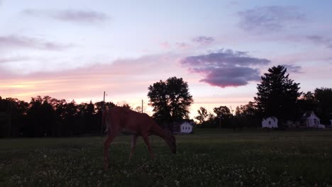 Ciervo-En-Un-Campo-Al-Atardecer-10