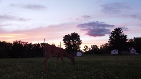 doe deer in a field at sunset-10