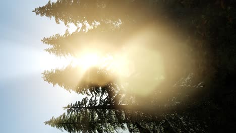 Sun-Beams-through-Trees