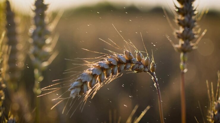 Una singola spiga di grano piegata che ondeggia mossa dalla brezza in un campo di grano all'ora d'oro, con particelle.