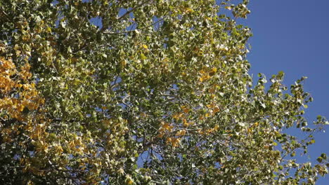 árbol sopla en el viento en el parque nacional zion