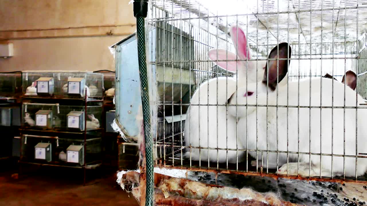 케이지 에 있는 농장 에 있는 아름다운 토끼 들