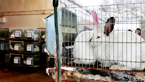 hermosos conejos en una granja en jaulas