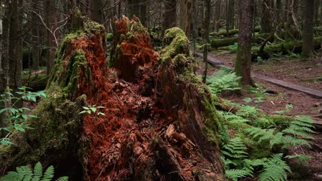 a decaying tree stump in the forest covered