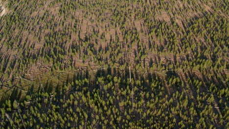 high aerial shot over small pine trees regrowing after a forest fire