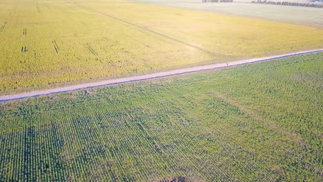 Aerial-View-Of-Rural-Road-Between-Agriculture-Fields---aerial-drone-shot