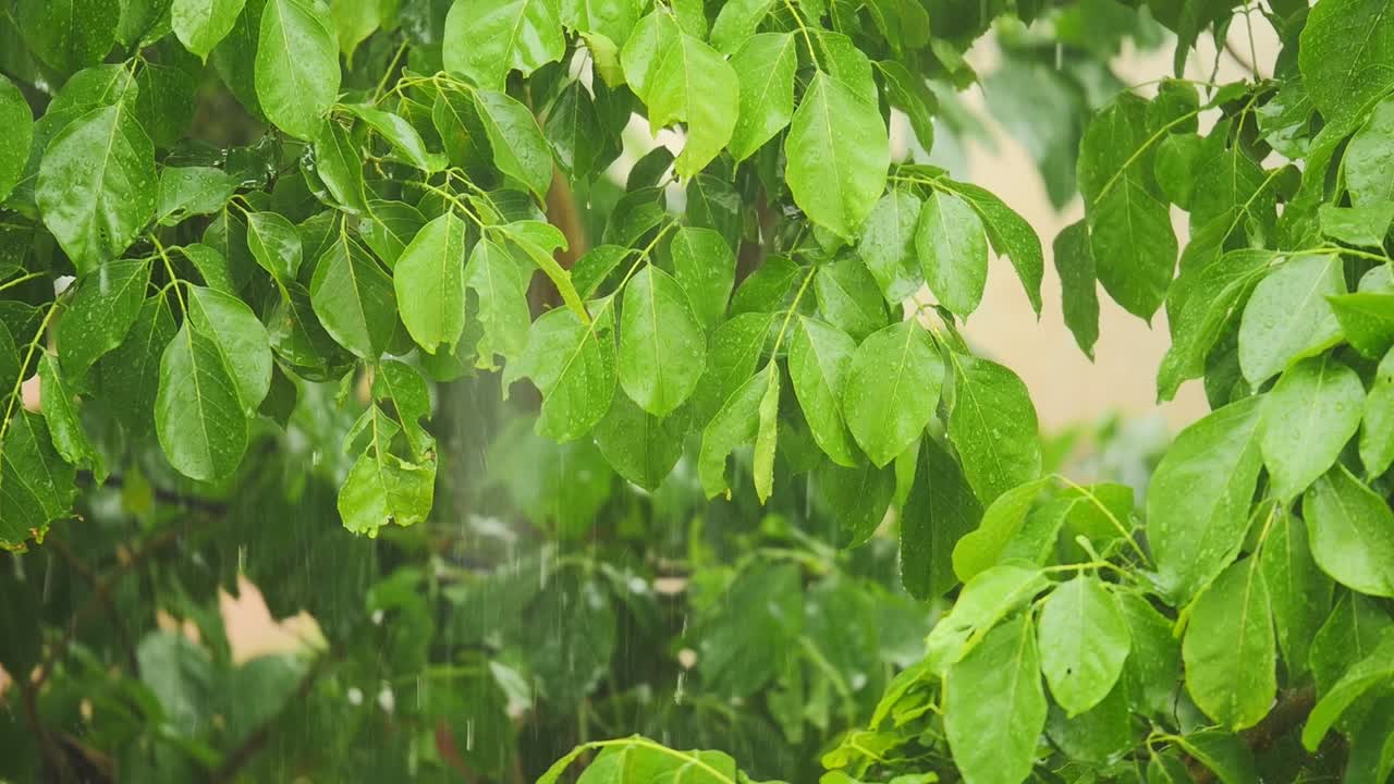 fuertes lluvias en el bosque tropical