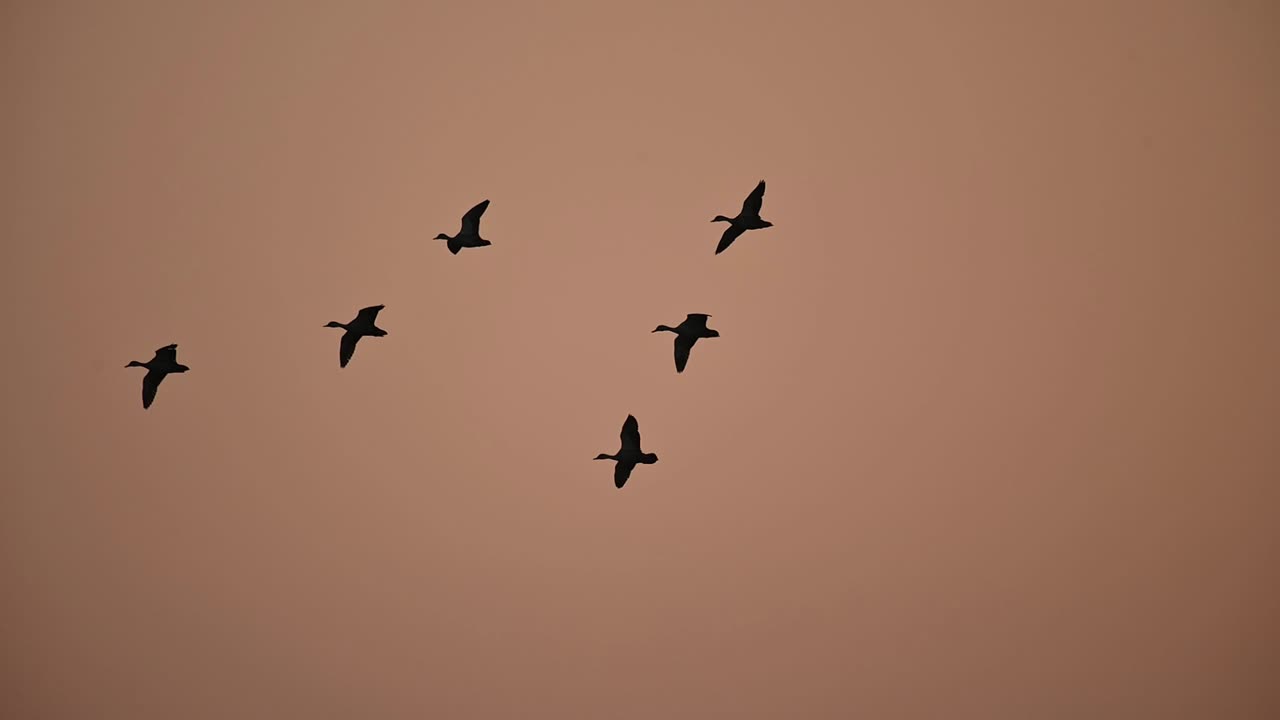 새벽에 날아다니는 오리 무리