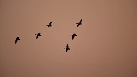 una bandada de patos volando al amanecer