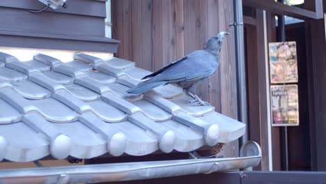 crow holding food on top of a japanese roof top in kyoto, japan soft lighting slow motion 4k