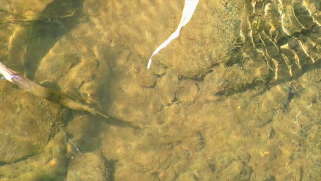 Eine-Beere-Schwimmt-Flussabwärts-In-Der-Strömung-Eines-Baches