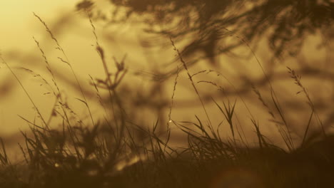 Eine-Interessante-Abstrakte-Silhouette-Aus-Wiesengras-Und-Einem-Ast-Im-Licht-Des-Sonnenuntergangs