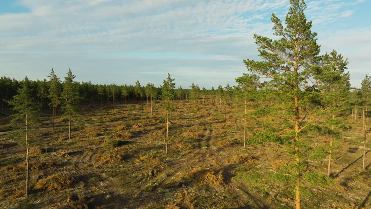 Luftfoto over et område med selektiv skovhugst i en finsk fyrreskov ved solnedgang.