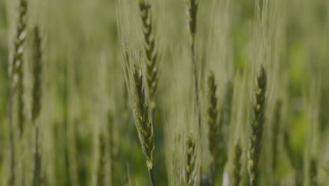 a hand-held focus shift extreme close-up shot of wheat strands swaying in wind on a sunny day