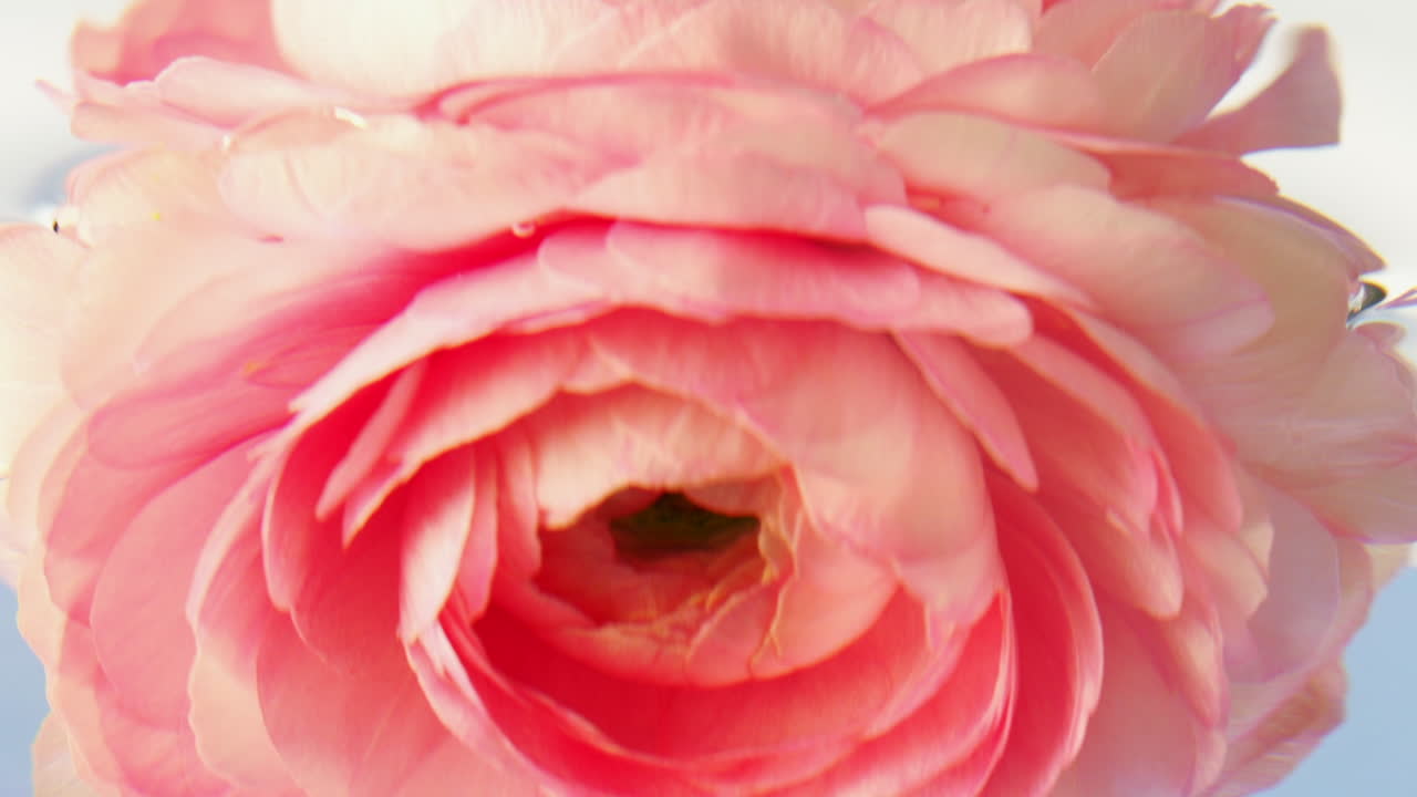 Ranuncolo rosa e schizzo d'acqua