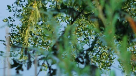 una rana verde se sienta tranquilamente en el agua de un estanque, rodeada de vegetación acuática natural