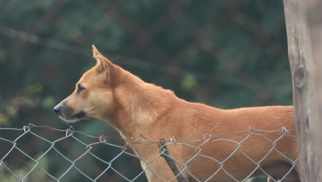 Dog-giving-top-looks-in-camera-