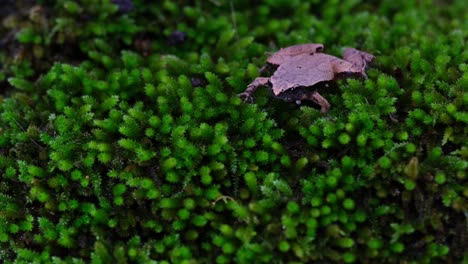 Der-Hals-Bewegt-Sich,-Während-Beim-Herauszoomen-Der-Kamera-Ton-Entsteht,-Dunkelseitiger-Chorusfrosch-Oder-Taiwan-Reisfrosch-Microhyla-Heymonsi,-Thailand