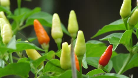 Chiles-Hawaianos-Rojos,-Amarillos-Y-Anaranjados-Que-Crecen-En-Un-Plan-Saludable,-Verde-Y-Vibrante,-Listos-Para-Comer