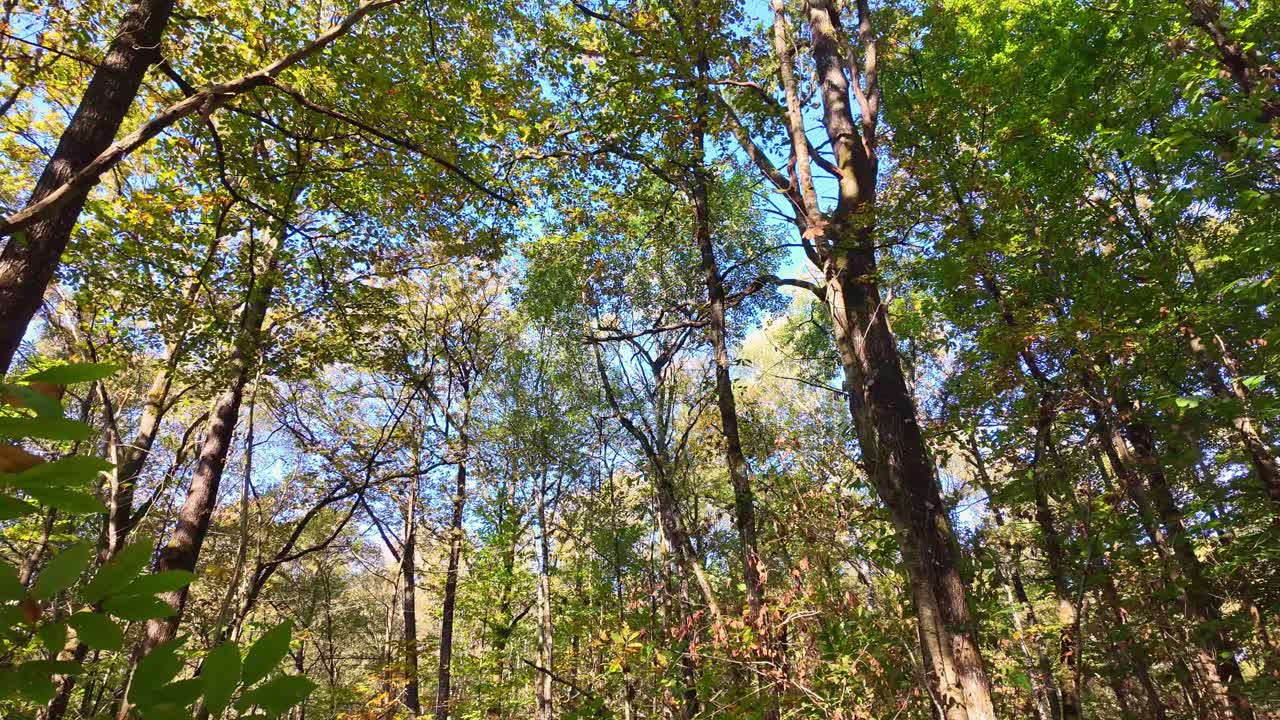 Tall trees in forest during autumn with leaves turning golden and sunlight filtering through, natural meditative backdrop