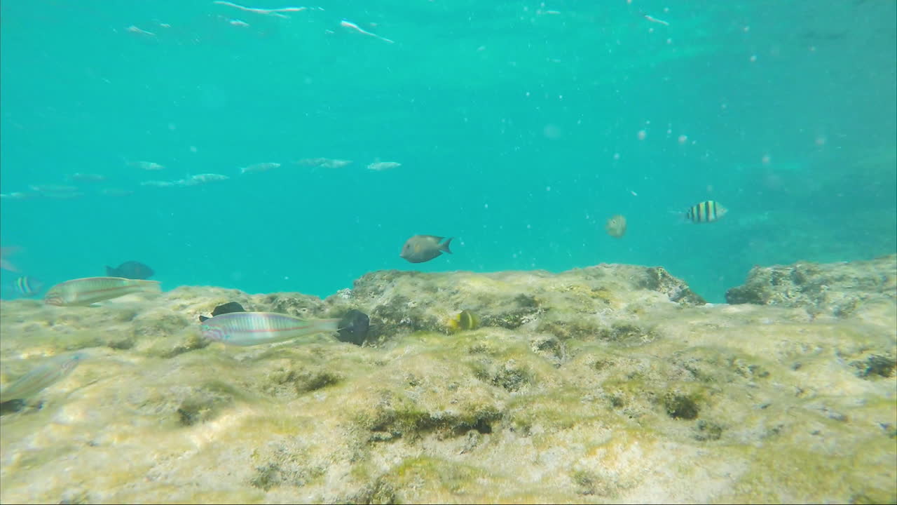 헤엄치는 물고기 주변에서 스마트폰이 바다에 빠진다