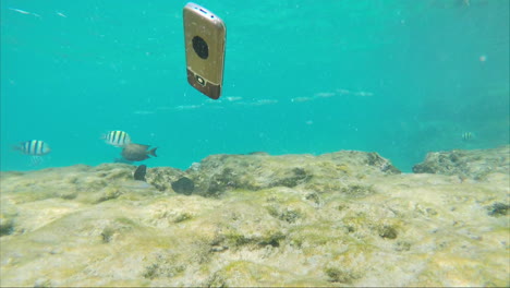 el teléfono inteligente cae al mar alrededor de peces nadadores