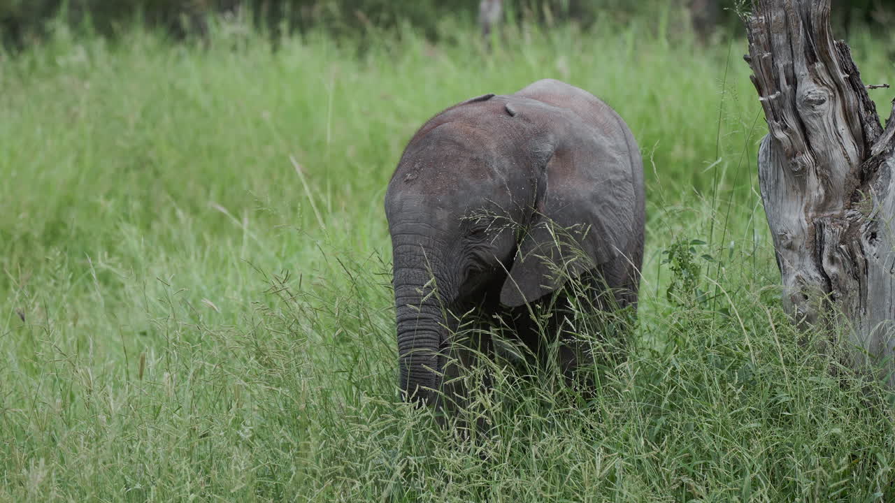 Baby Elephant in the Grass