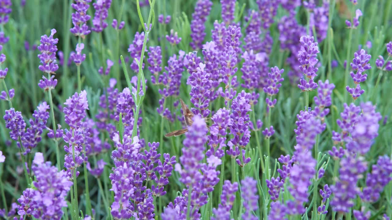 Farfalla bruna dei prati su fiori di lavanda in Polonia - ripresa a mano