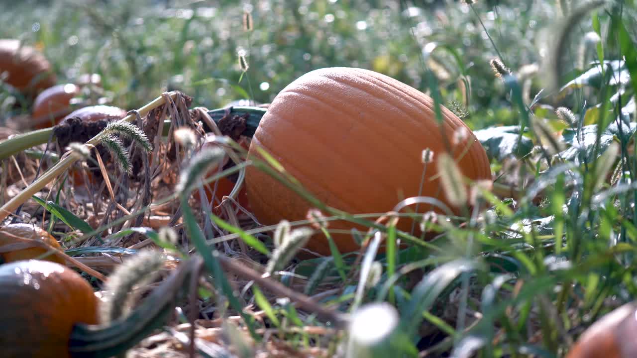 gran calabaza en un campo con el sol subiendo detrás de él, y el rocío brillando en la piel naranja, como muñeco se mueve a la derecha