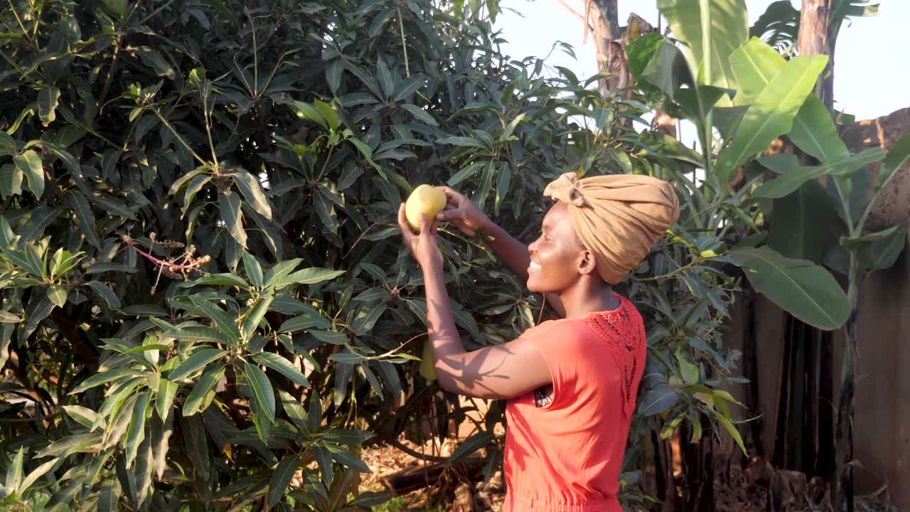 una toma amplia de una mujer africana recogiendo un mango maduro de un árbol en áfrica rural