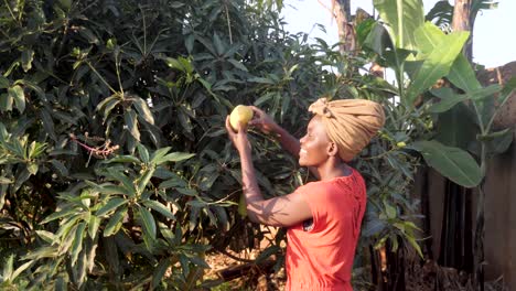 Weitwinkelaufnahme-Einer-Afrikanerin,-Die-Im-Ländlichen-Afrika-Eine-Reife-Mango-Von-Einem-Baum-Pflückt