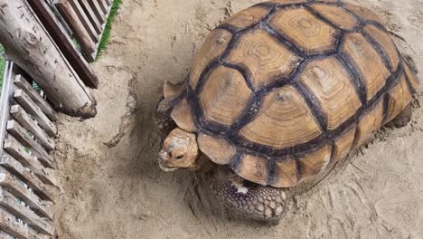 giant tortoise in a sand enclosure