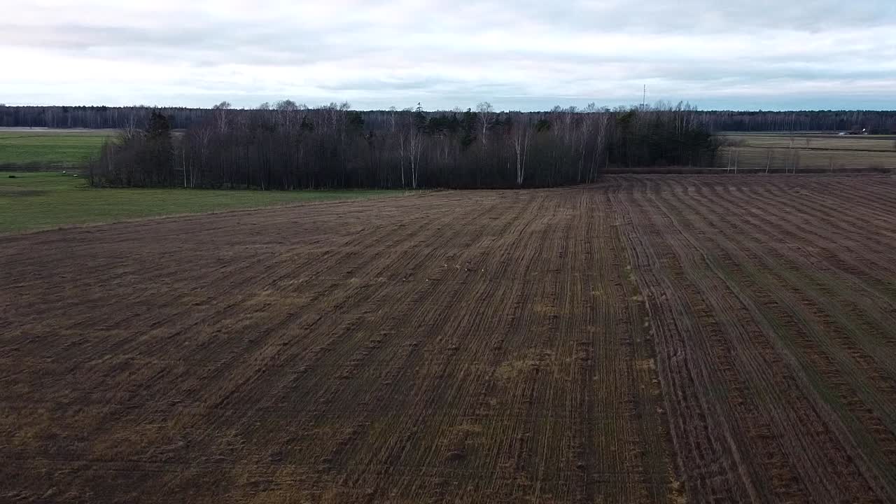 Luftaufnahme einer Herde europäischer Rehe, die an einem bewölkten Herbst-Winter-Tag auf offenem Feld rennt – Weitwinkel-Drohnenaufnahme, die sich vorwärts bewegt