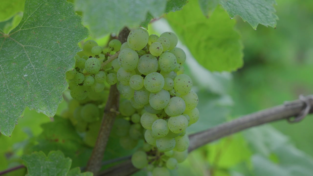 Grappolo d'uva Riesling in primo piano attaccato alla vite, vigneto nella regione della Mosella, Francia