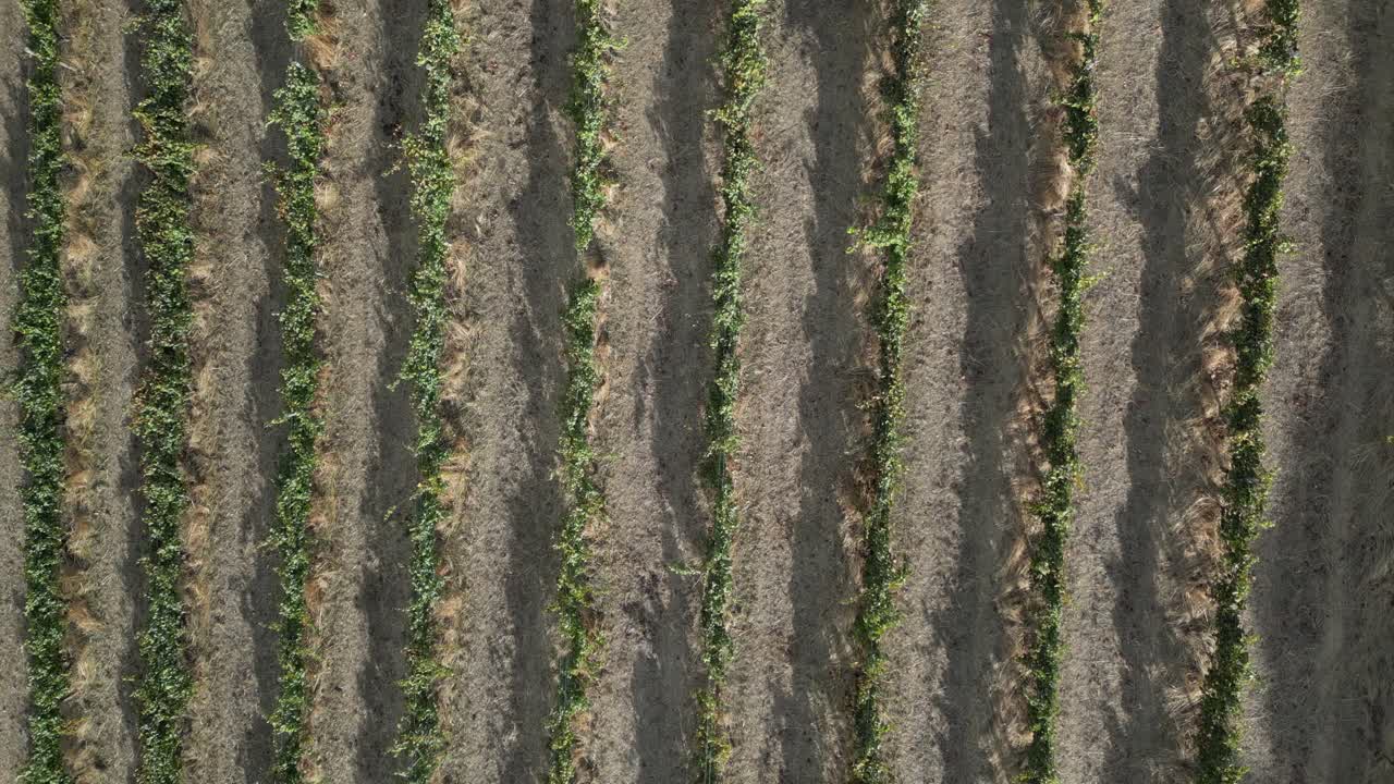 drone volando sobre las filas de viñedos, australia