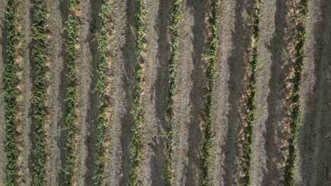 Drone-flying-over-vineyard-rows,-Australia